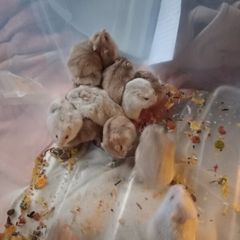 Free Hamsters for a good home