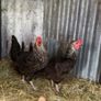 9 lovely hens for sale Image 2