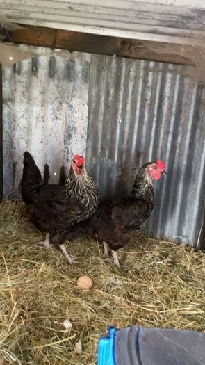 9 lovely hens for sale