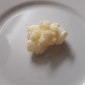 Organic Milk Kefir Grains