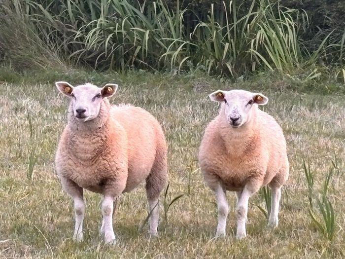 Ewe Lambs