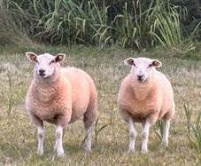 Ewe Lambs