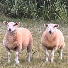 Ewe Lambs