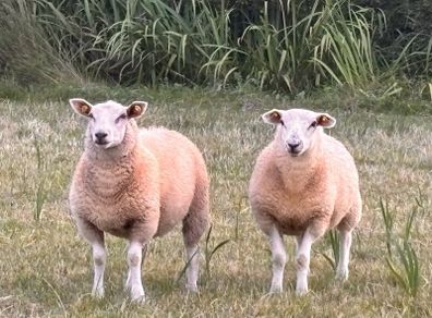 Ewe Lambs
