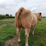 In calf Limousin heifers Image 2