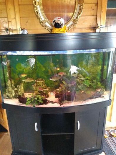 Juwel Vision Tank + Stand 260 Litres