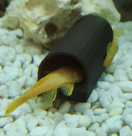 Pleco Caves