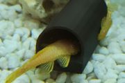 Pleco Caves