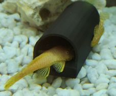 Pleco Caves