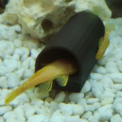 Pleco Caves
