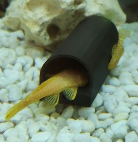 Pleco Caves