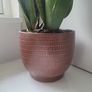 Dracaena Burundii multi stem. Image 2