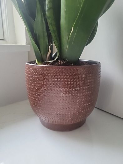 Dracaena Burundii multi stem.