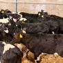 Bull calves for sale Image 4