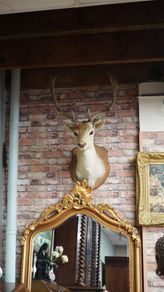 French Fallow Deer Wall Mount