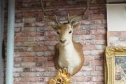 French Fallow Deer Wall Mount
