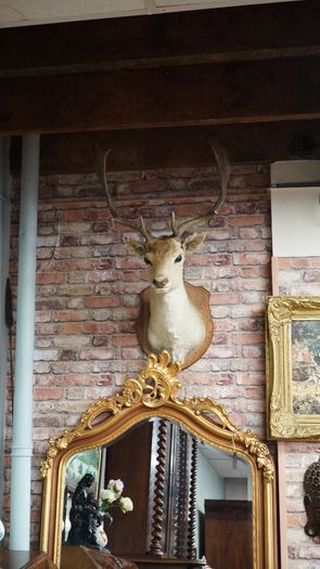 French Fallow Deer Wall Mount