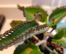 5 small Mothers Plant (Goethe's Plant) Kalanchoe