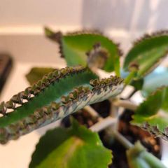 5 small Mothers Plant (Goethe's Plant) Kalanchoe