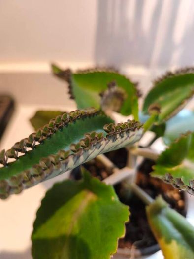 5 small Mothers Plant (Goethe's Plant) Kalanchoe