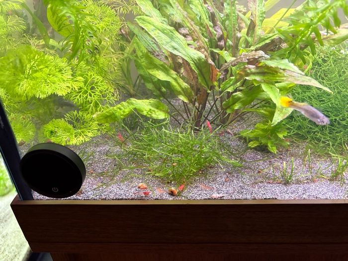 Three complete aquariums