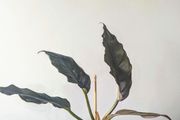 Philodendron choco Empress Plant