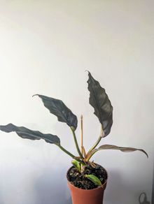Philodendron choco Empress Plant
