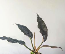Philodendron choco Empress Plant