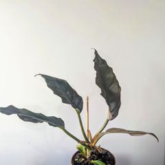Philodendron choco Empress Plant