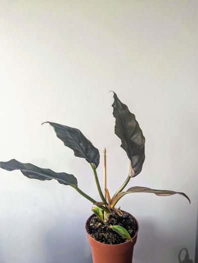 Philodendron choco Empress Plant