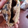 Antique turtle shell Image 8