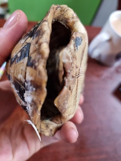 Antique turtle shell