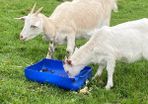 goats
