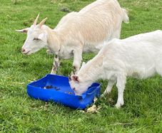 goats