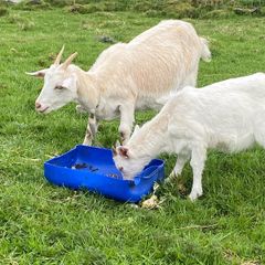 goats