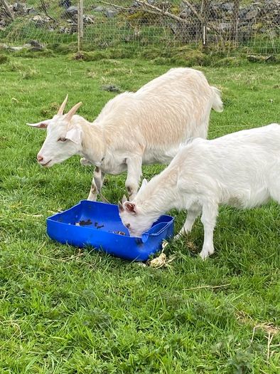 goats