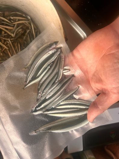 Live & frozen baits