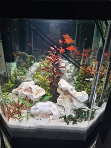 fish tank