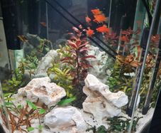 fish tank
