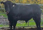 Aberdeen Angus Bulls
