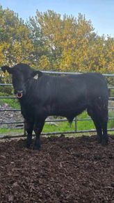 Aberdeen Angus Bulls