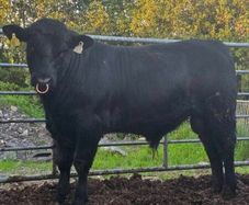 Aberdeen Angus Bulls