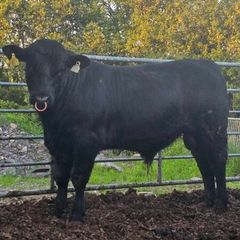 Aberdeen Angus Bulls