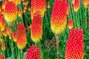 plants