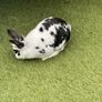 Pet Rabbit Image 3