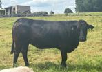 In calf Limousine x bb heifer