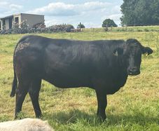 In calf Limousine x bb heifer