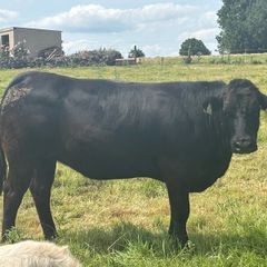 In calf Limousine x bb heifer