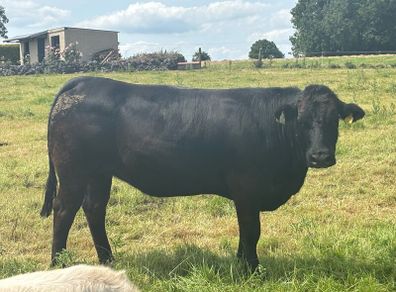 In calf Limousine x bb heifer