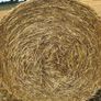 Organic Barley & Pea Straw Image 2